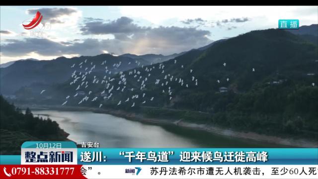 遂川：“千年鸟道”迎来候鸟迁徙高峰