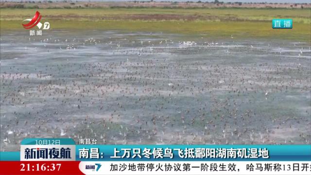 南昌：上万只冬候鸟飞抵鄱阳湖南矶湿地