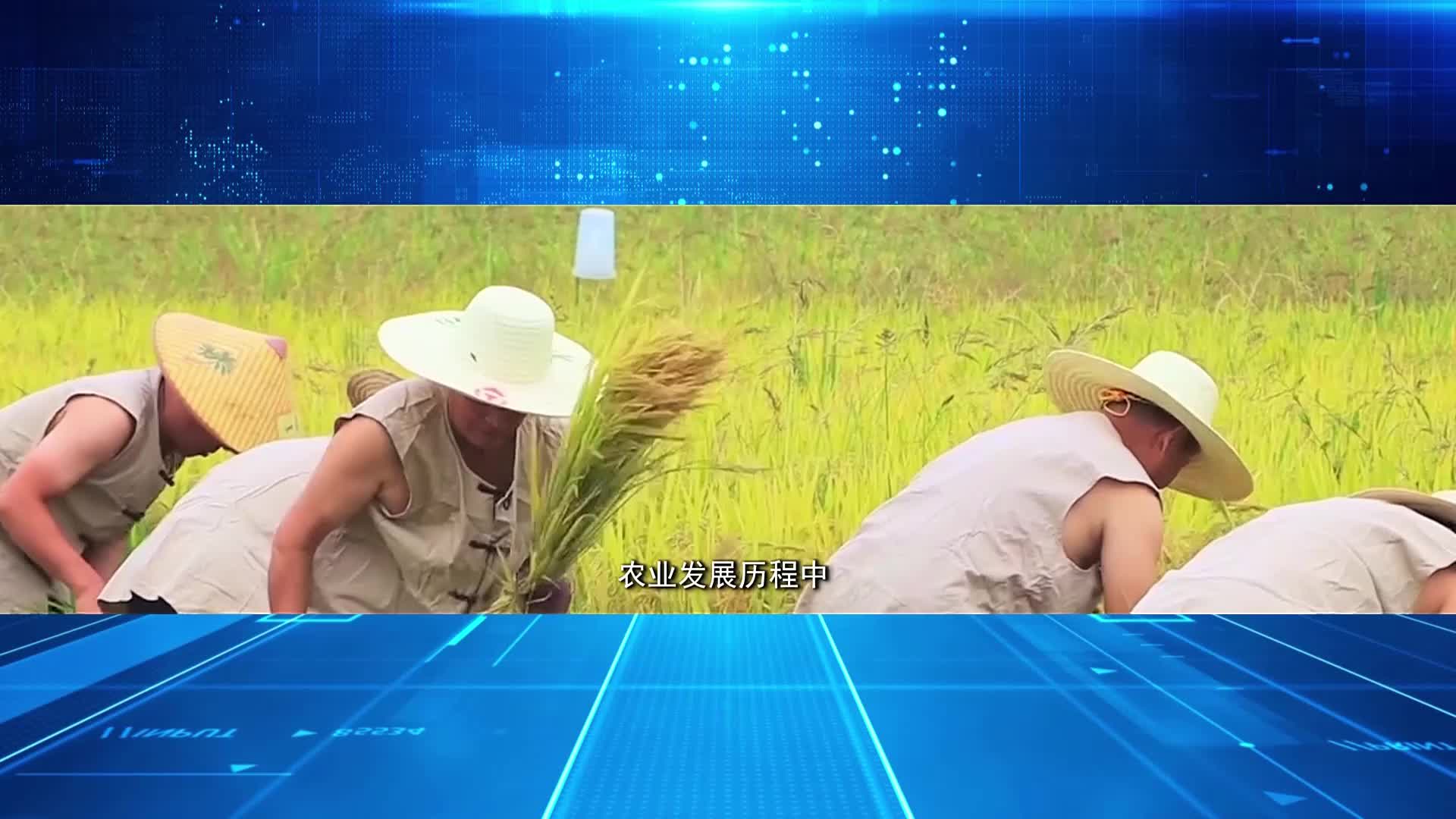 稻花香里20250908 乡村振兴进行时——“粮”辰美景稻飘香