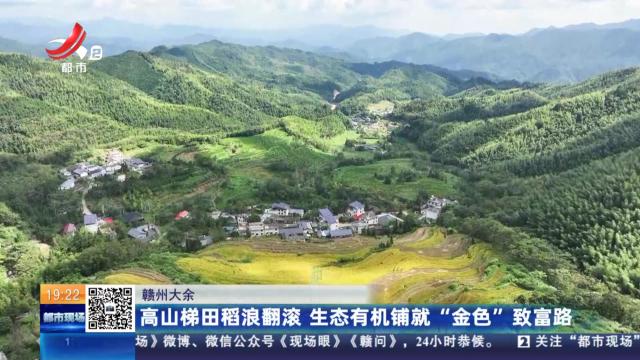 赣州大余：高山梯田稻浪翻滚 生态有机铺就“金色”致富路