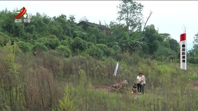 乡村栏目剧场20251029 最后的港湾