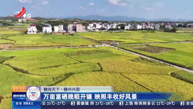 【赣闻天下】赣州兴国：万亩富硒晚稻开镰 映照丰收好风景