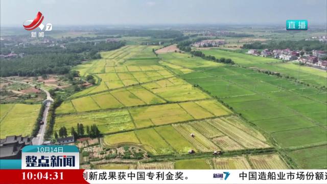 中稻收获过九成 全年粮食丰收在望