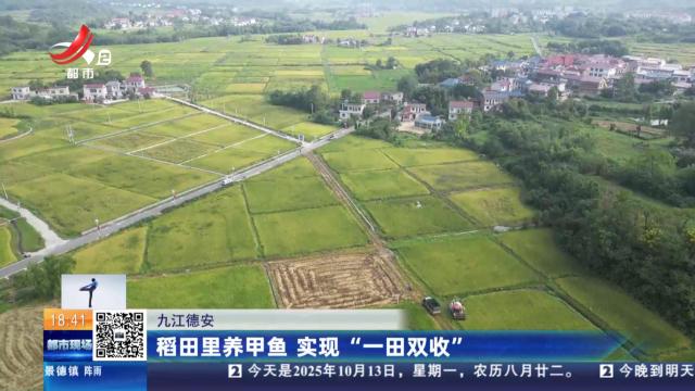 九江德安：稻田里养甲鱼 实现“一田双收”