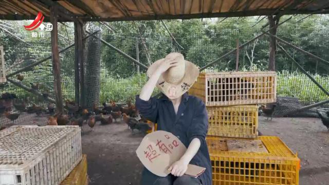 【江西超有品】抚州·崇仁麻鸡