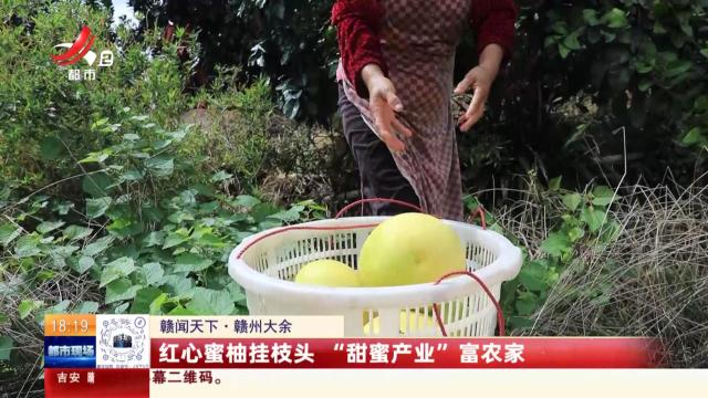 【赣闻天下】赣州大余：红心蜜柚挂枝头 “甜蜜产业”富农家