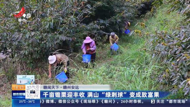 【赣闻天下】赣州安远：千亩锥栗迎丰收 满山“绿刺球”变成致富果
