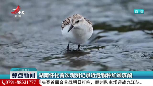 湖南怀化首次探测记录近危物种红颈滨鹬