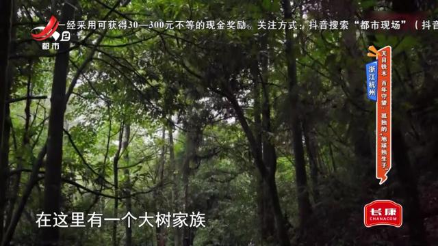 浙江杭州：天目铁木 百年守望：孤独的“地球独生子”