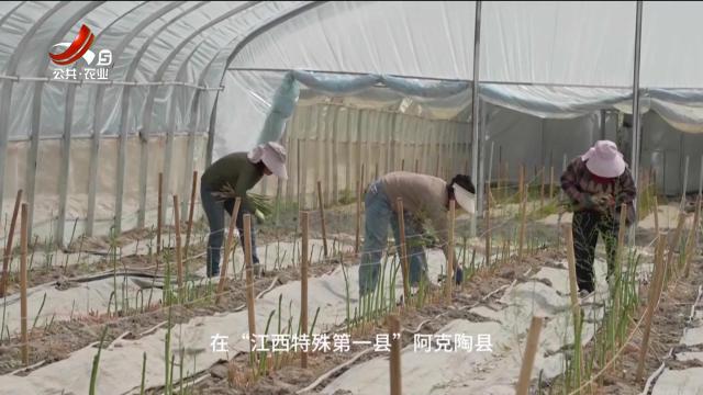 稻花香里20251001 乡村振兴进行时——探寻种芦笋的那些高科技