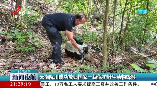 云南陇川成功放归国家一级保护野生动物蜂猴