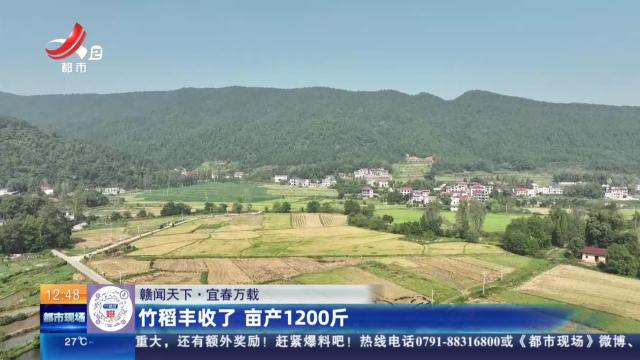 【赣闻天下】宜春万载：竹稻丰收了 亩产1200斤