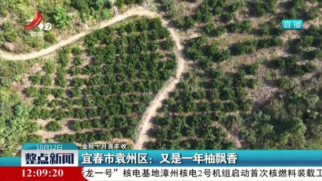 【金秋十月喜丰收】宜春市袁州区：又是一年柚飘香