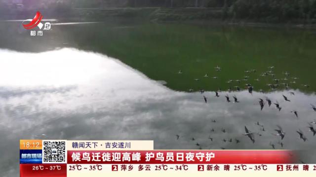 【赣闻天下】吉安遂川：候鸟迁徙迎高峰 护鸟员日夜守护