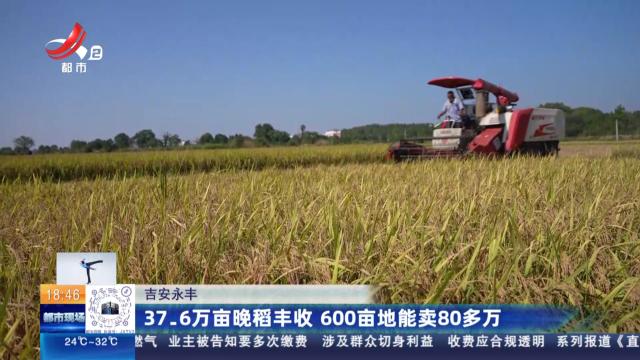 吉安永丰：37.6万亩晚稻丰收 600亩地能卖80多万