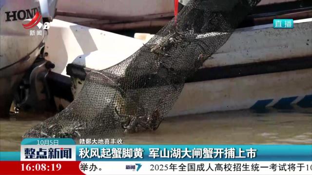 【赣鄱大地喜丰收】秋风起蟹脚黄 军山湖大闸蟹开捕上市