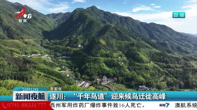 遂川：“千年鸟道”迎来候鸟迁徙高峰