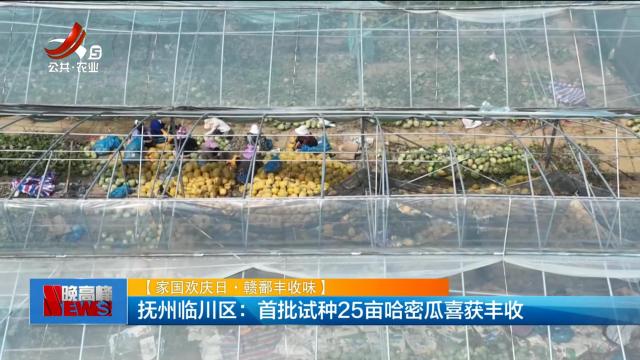【家国欢庆日·赣鄱丰收味】抚州临川区：首批试种25亩哈密瓜喜获丰收