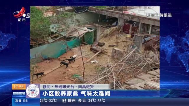 【赣问·热线曝光台】南昌进贤：小区散养家禽 气味太难闻   