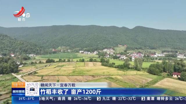 【赣闻天下】宜春万载：竹稻丰收了 亩产1200斤