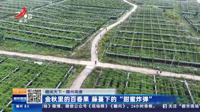 【赣闻天下】赣州南康：金秋里的百香果 藤蔓下的“甜蜜炸弹”