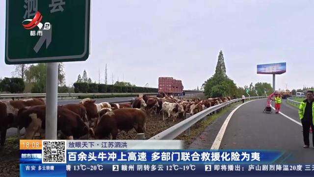 【放眼天下】江苏泗洪：百余头牛冲上高速 多部门联合救援化险为夷