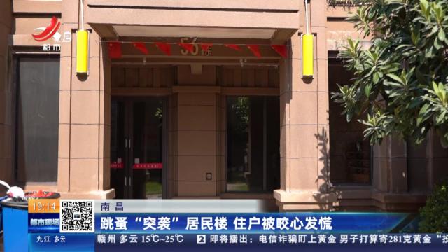 南昌：跳蚤“突袭”居民楼 住户被咬心发慌