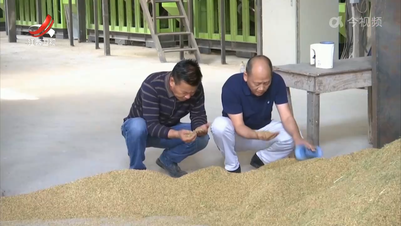 减损降耗 助力秋粮产量增加