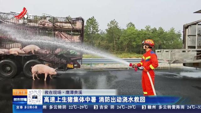 【救在现场】鹰潭贵溪：高速上生猪集体中暑 消防出动浇水救回