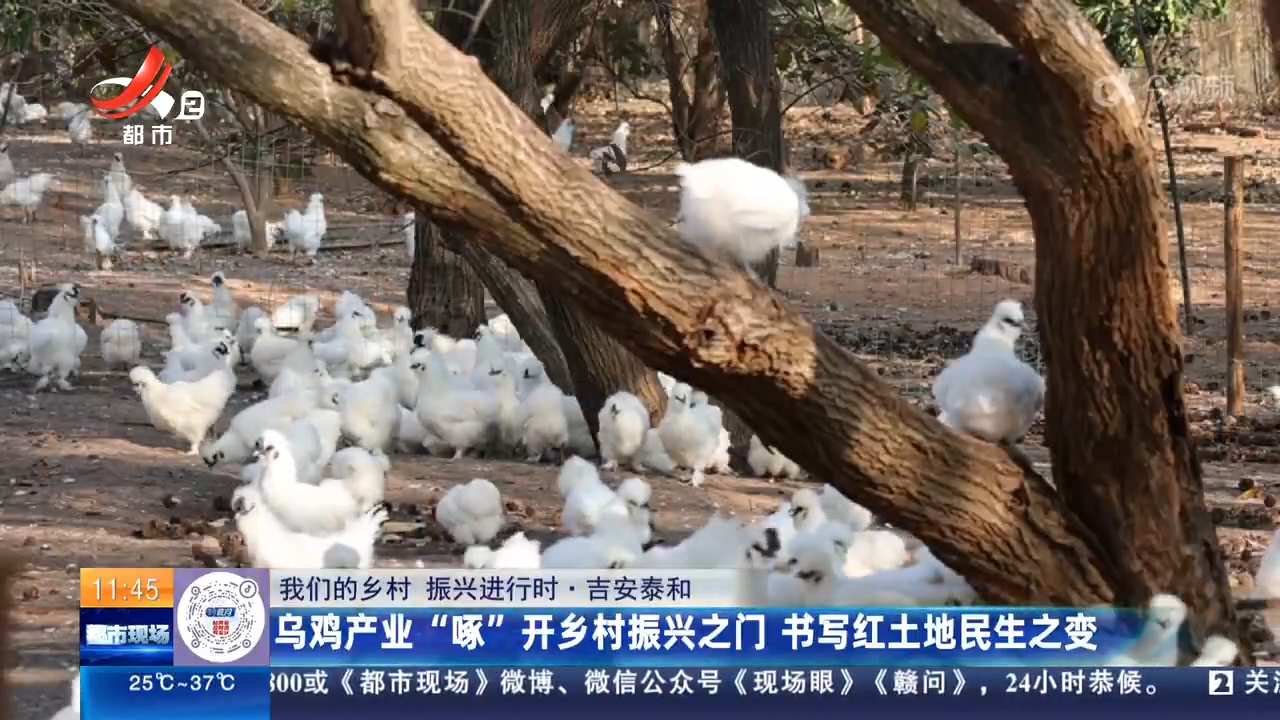 都市现场·午间版20251012