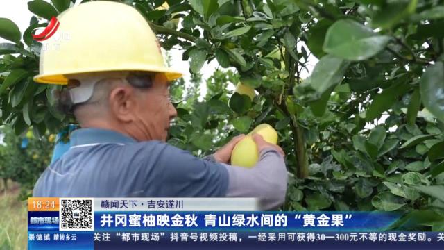 【赣闻天下】吉安遂川：井冈蜜柚映金秋 青山绿水间的“黄金果”