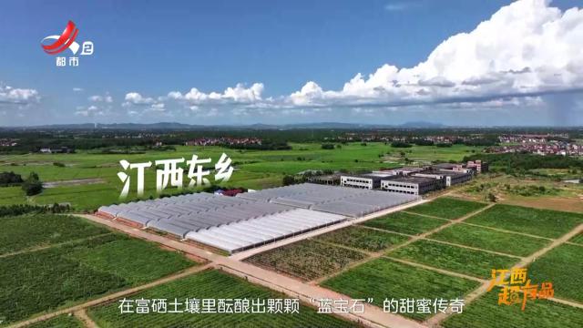 江西超有品——东乡蓝莓