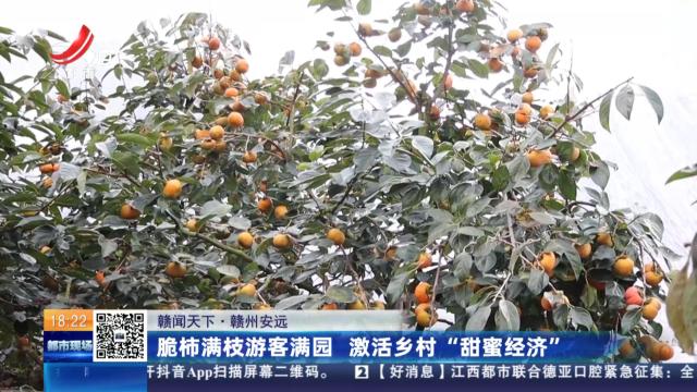 【赣闻天下】赣州安远：脆柿满枝游客满园 激活乡村“甜蜜经济”