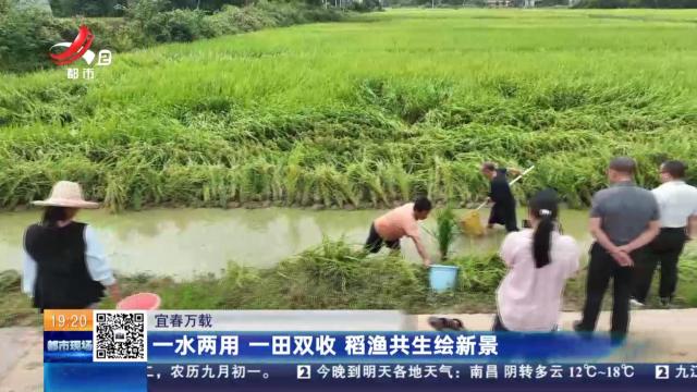 宜春万载：一水两用 一田双收 稻渔共生绘新景