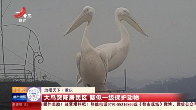 【放眼天下】重庆：大鸟突降居民区 疑似一级保护动物
