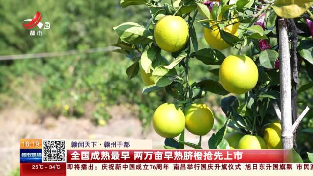 【赣闻天下】赣州于都：全国成熟最早 两万亩早熟脐橙抢先上市