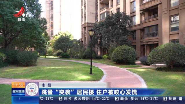 南昌：跳蚤“突袭”居民楼 住户被咬心发慌