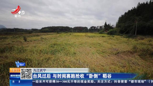 九江武宁：台风过后 与时间赛跑抢收“卧倒”稻谷