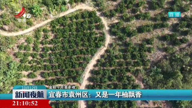 【金秋十月喜丰收】宜春市袁州区：又是一年柚飘香