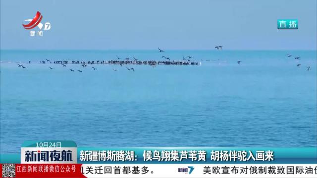 新疆博斯腾湖：候鸟翔集芦苇黄 胡杨伴驼入画来