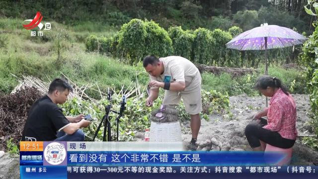 【赣闻天下】赣州会昌：丰收季里主播现场带货 紫山药“走”向全国