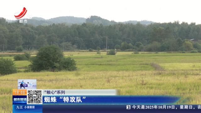 【“粮心”系列】蜘蛛“特攻队”