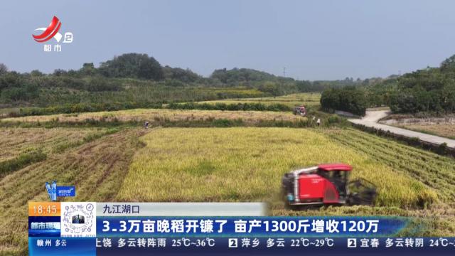 九江湖口：3.3万亩晚稻开镰了 亩产1300斤增收120万