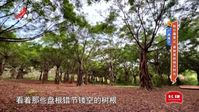 广西南宁：秋日露营记 森林里的快乐时光
