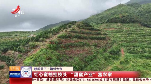 【赣闻天下】赣州大余：红心蜜柚挂枝头 “甜蜜产业”富农家