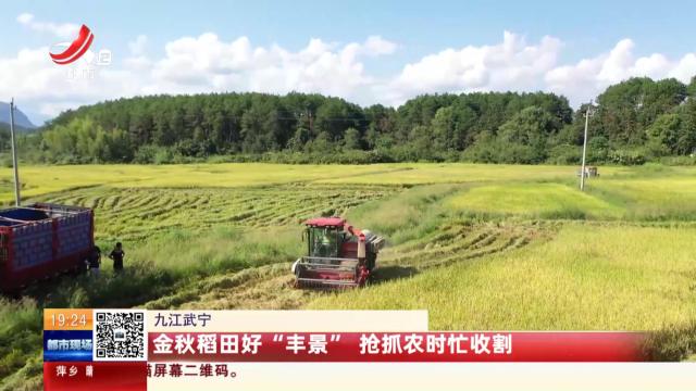 九江武宁：金秋稻田好“丰景” 抢抓农时忙收割