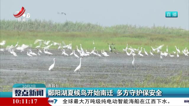 鄱阳湖夏候鸟开始南迁 多方守护保安全