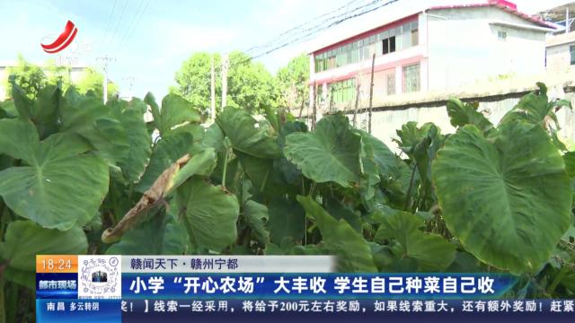 【赣闻天下】赣州宁都：小学“开心农场”大丰收 学生自己种菜自己收