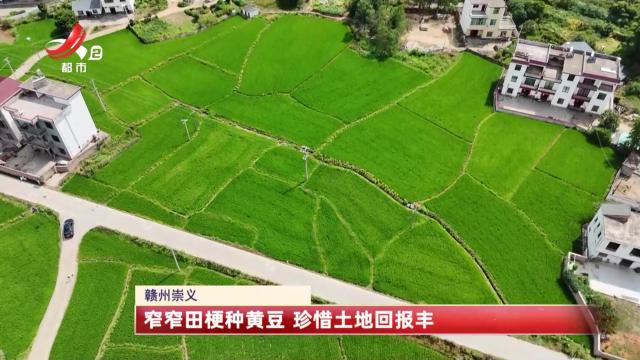 赣州崇义：窄窄田埂种黄豆 珍惜土地回报丰