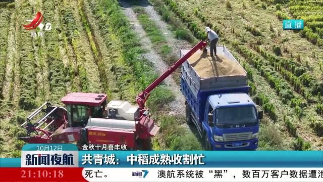 【金秋十月喜丰收】共青城：中稻成熟收割忙